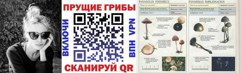 Галлюциногенные грибы MAGIC MUSHROOMS  магазин продажи   Барыш 